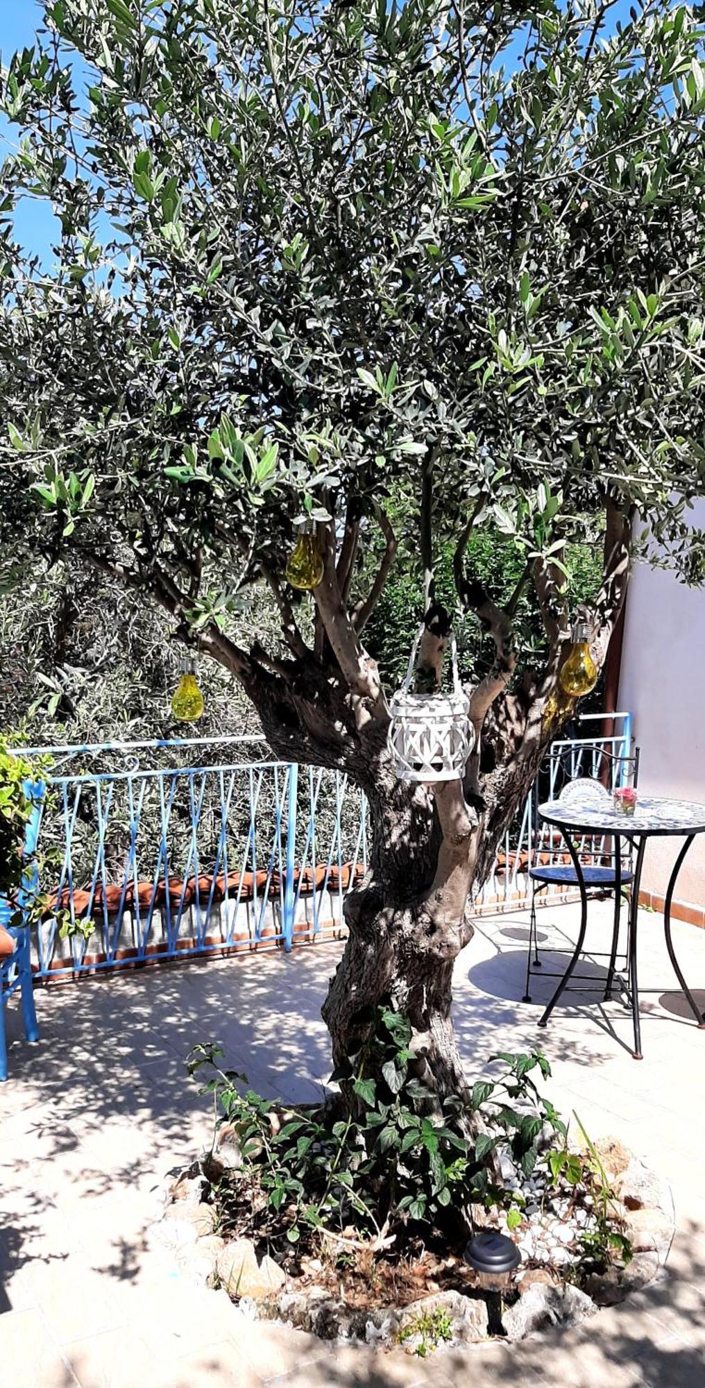 פלרמו La Casetta Degli Ulivi מראה חיצוני תמונה